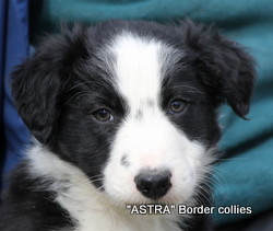 Black and white MALE border collie puppy